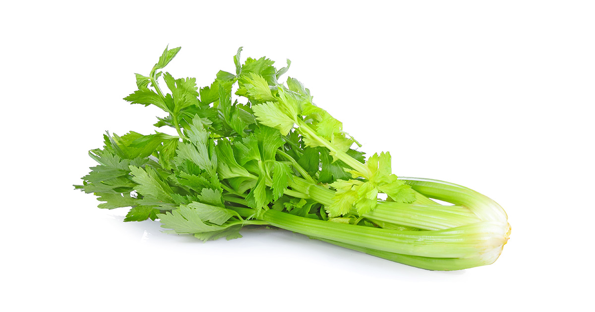 Celery branch: calories and nutritional value | Aprifel